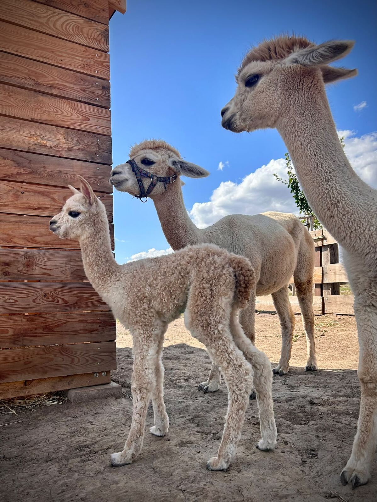 Family City  Merlins Farm