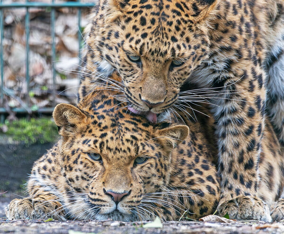 Tierpark Stadt Haag