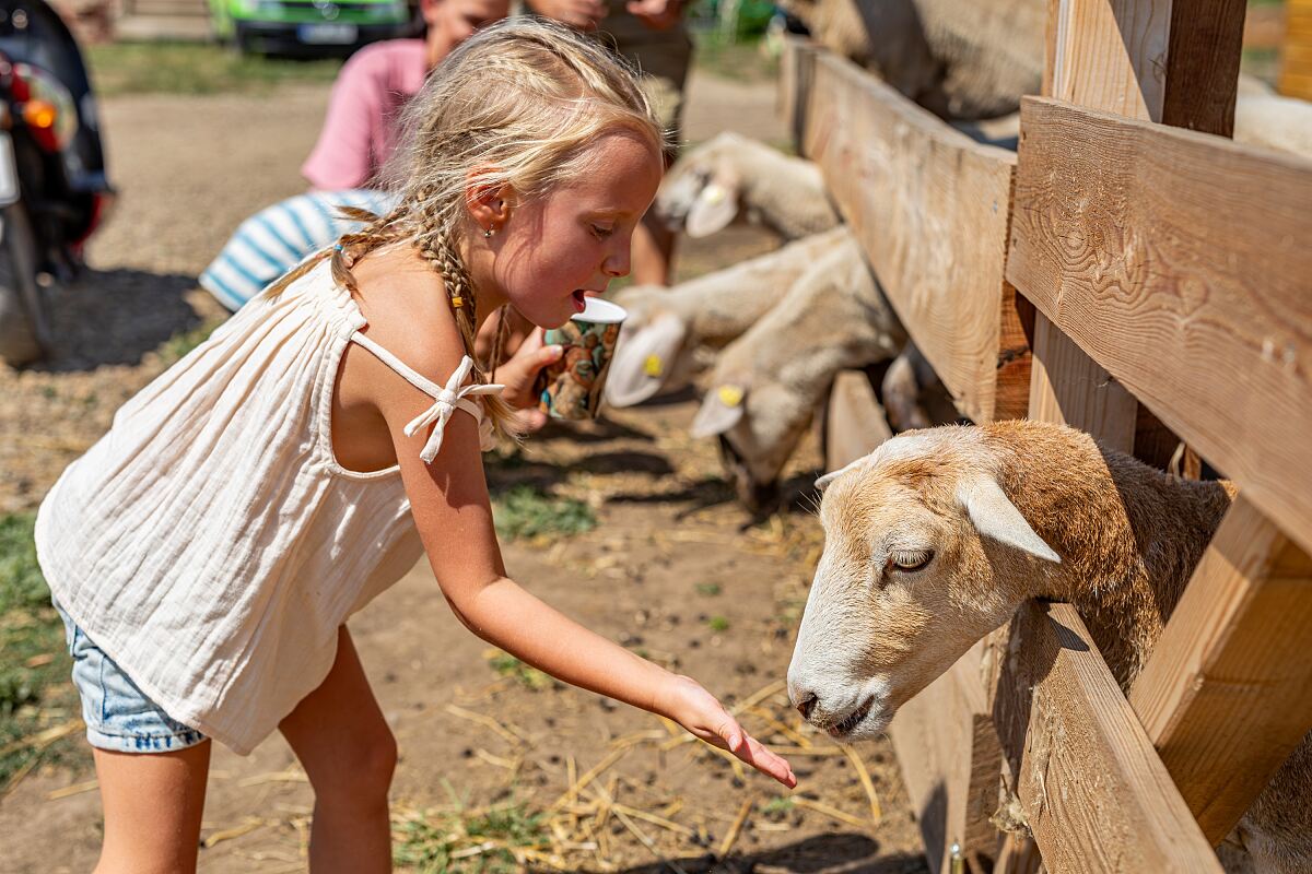 Family City - Merlins Farm
