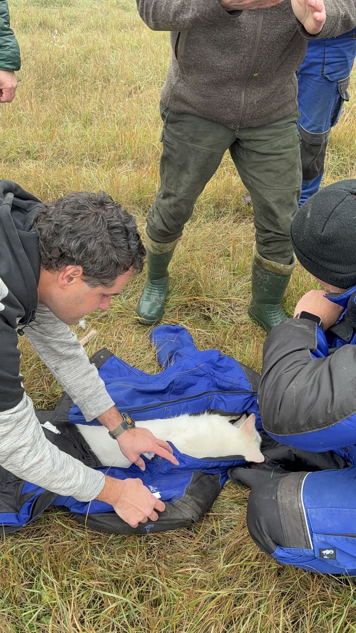 Family City - Känguru wohlbehütet zurückgekehrt