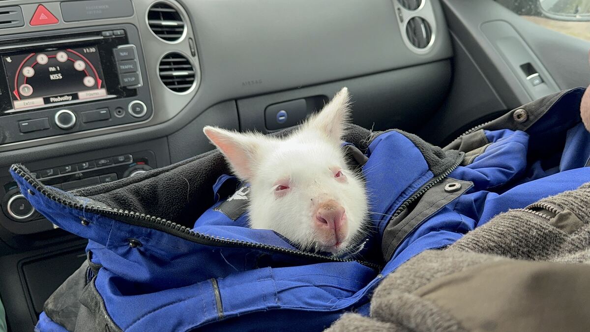 Family City - Känguru wohlbehütet zurückgekehrt