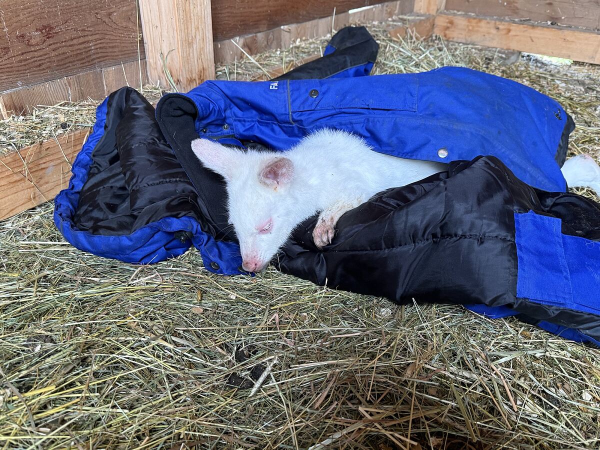 Family City - Känguru wohlbehütet zurückgekehrt