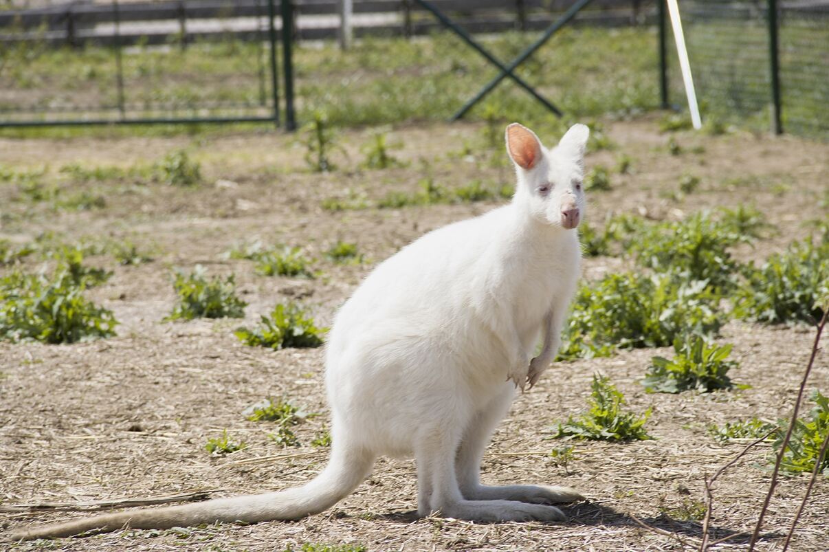 Family City - Känguru wohlbehütet zurückgekehrt