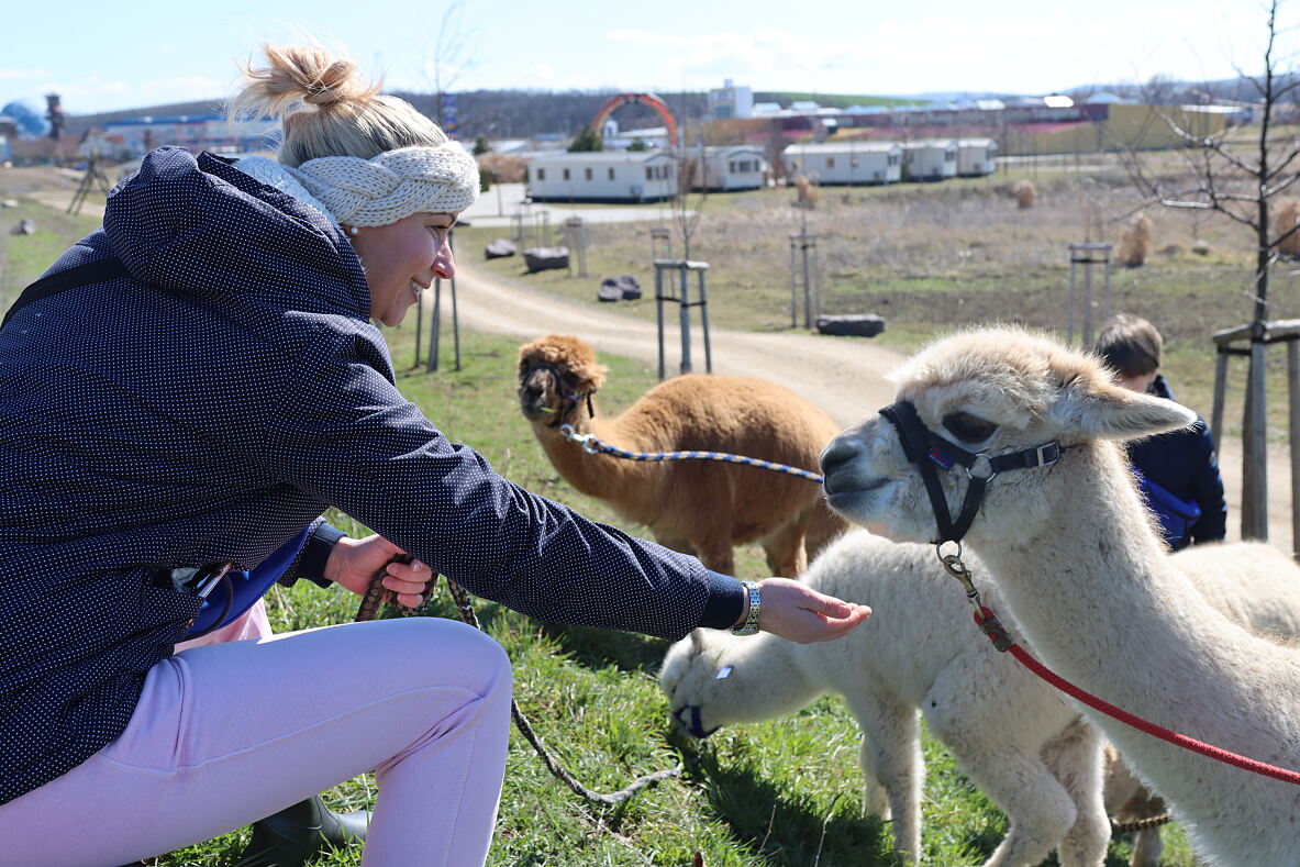 Family City - Merlins Farm  Alpaka Rundgang